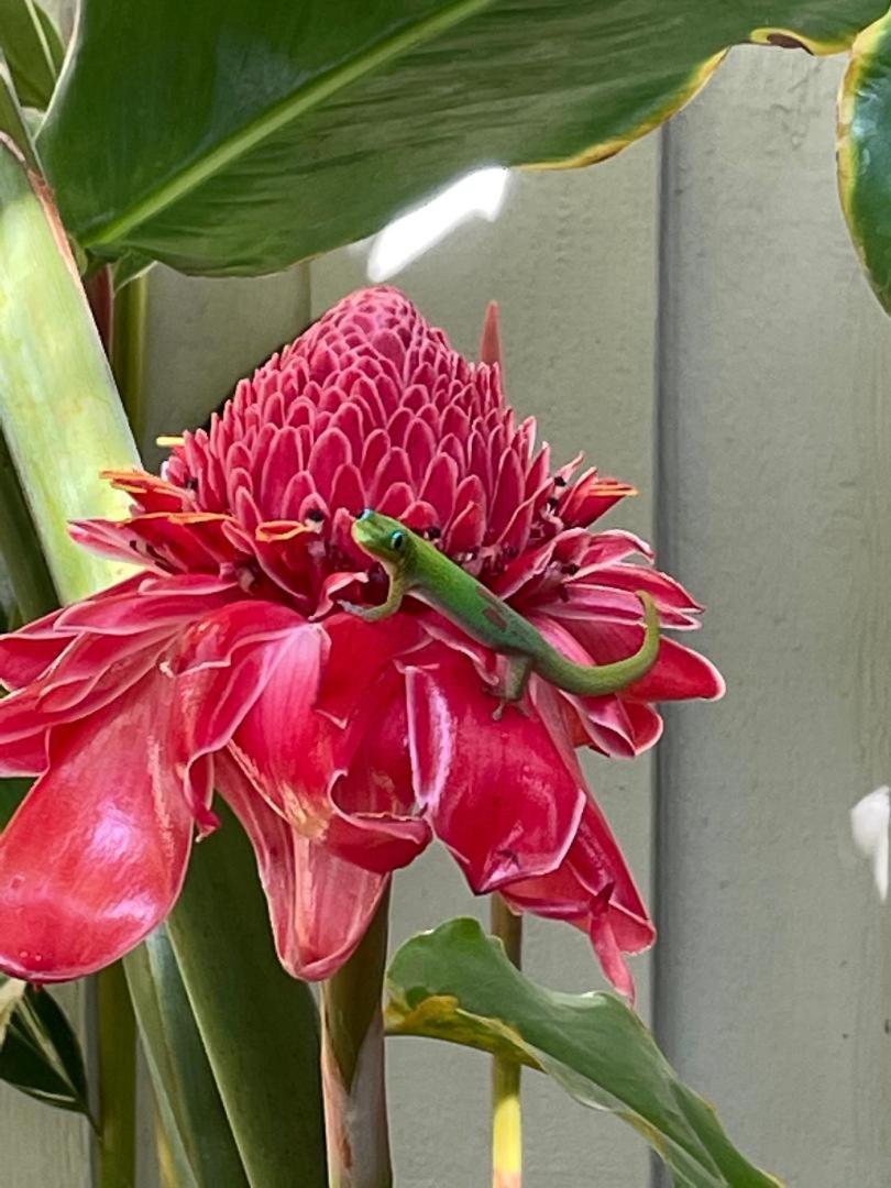 维雷亚Hale Kamaole 207别墅 外观 照片